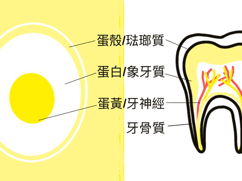 牙齒老是黃黃的,刷不乾淨還容易蛀牙?牙釉質發育不全症 牙齒老是黃黃的,刷不乾淨還容易蛀牙?牙釉質發育不全症